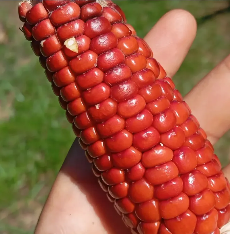Detalle de una mazorca de granos rojos